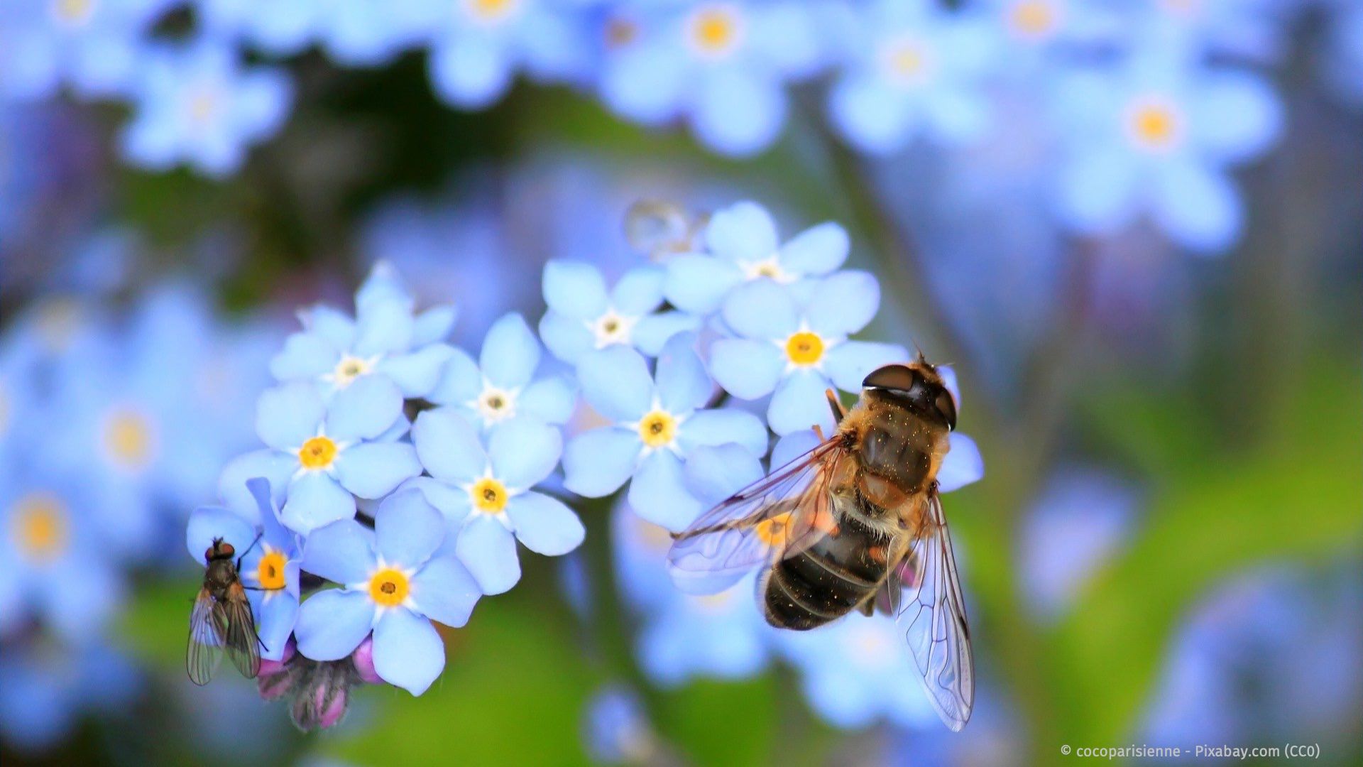 Honig und Propolis als Heilmittel