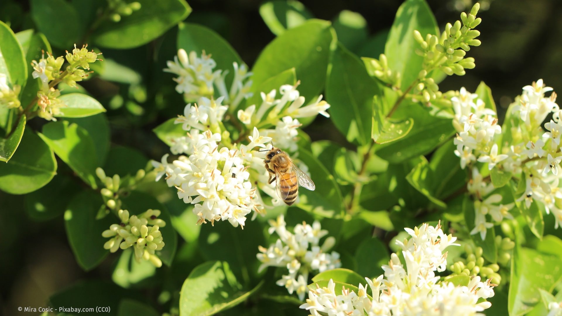 Propolis als Heilmittel